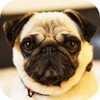 Pug Wallpaper: backgrounds hd icon