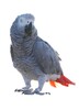 Teaching Casco Parrot to Speak icon