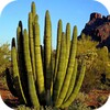 Cactus Wallpapers icon