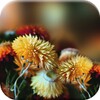 Autumn Flowers Live Wallpaper icon