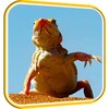 Икона Funny Lizard Live Wallpaper