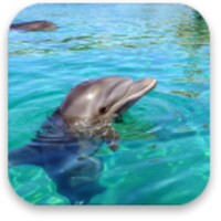 Dolphin Simulator::Appstore for Android