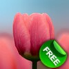 3D Tulip Free icon