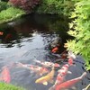 Japanese Koi Fish आइकन