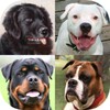 Dogs Quiz - Guess All Breeds! icon