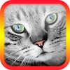 Translator for Cats Prank icon