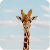 Giraffe Wallpaper icon