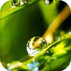Dew Drops Live Wallpaper (Backgrounds) icon