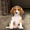 Biểu tượng My Pet Animal Shelter World