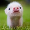 Mini Pig Wallpapers icon