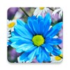 Icono de Daisies Flowers Live Wallpaper