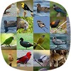 NZ Bird Sounds icon