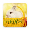 Rabbit Wallpaper icon