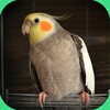 أيقونة Cockatiel Sounds