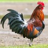 Rooster sounds icon