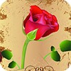 Rose icon