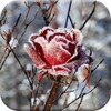 Frozen Flowers Live Wallpaper icon