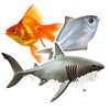 Icono de Types of Fish and Fish Pictures‎