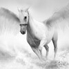 Icono de Pegasus Wallpapers HD