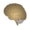 Neurology- Stroke localization icon