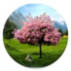 Sakura Live Wallpaper Free icon