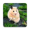 أيقونة Cute Hamster Wallpapers