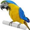 Real Talking Parrot icon