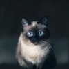 Talking Blue Siamese Cat icon