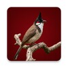Icono de Red-whiskered bulbul ~ Sboard.