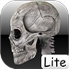 Human skeleton 2D icon