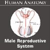 Male Reproductive System icon