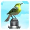 Bird Sound and Picture icon