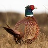 Pheasant Sounds icon