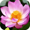 Blooming Lotus Video Wallpaper icon
