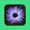 Flower Wallpaper icon