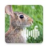 Icono de Rabbit & Hare Calls