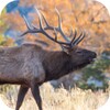 Ícone de Elk Sounds