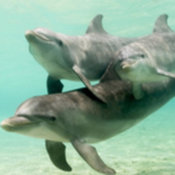 Amazing Dolphins HD for Android - Download the APK from Uptodown