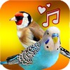 Birds Sounds ( Offline ) icon