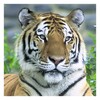 Big Cats - Live Wallpaper icon