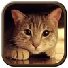 Cat Sounds icon