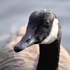 Goose Sounds icon