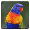 Parrot Sounds icon