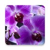 Orchids Live Wallpaper आइकन