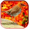 Singing Birds LWP आइकन