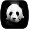 Panda Video Wallpaper icon