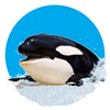 Killer Whale 3D icon