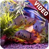 Aquarium Video Live Wallpaper icon