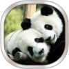 Panda Live Wallpaper icon