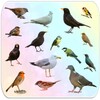 Birds Encyclopedia icon
